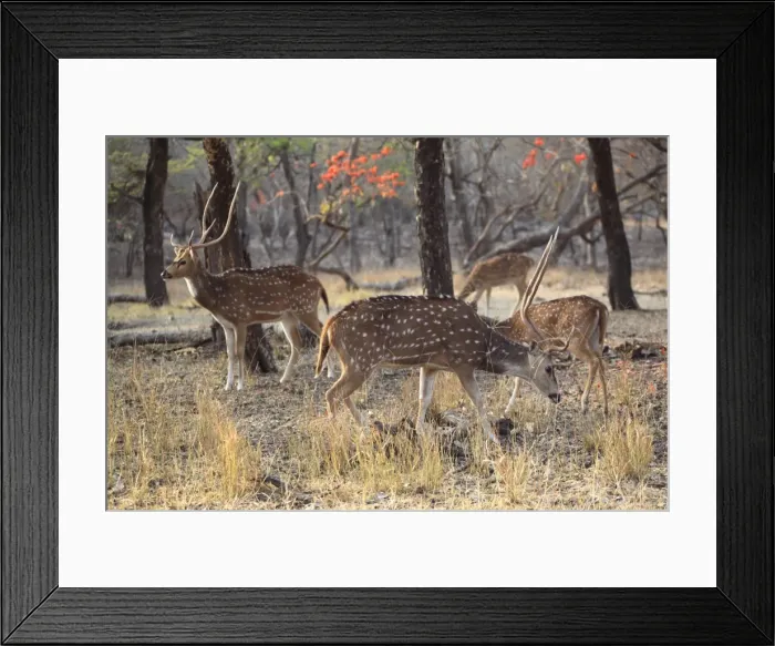 Framed Print : Spotted deer, Ranthambore National Park, Rajasthan, India, Asia Framed Print : Spotted deer, Ranthambore National Park, Rajasthan, India, Asia