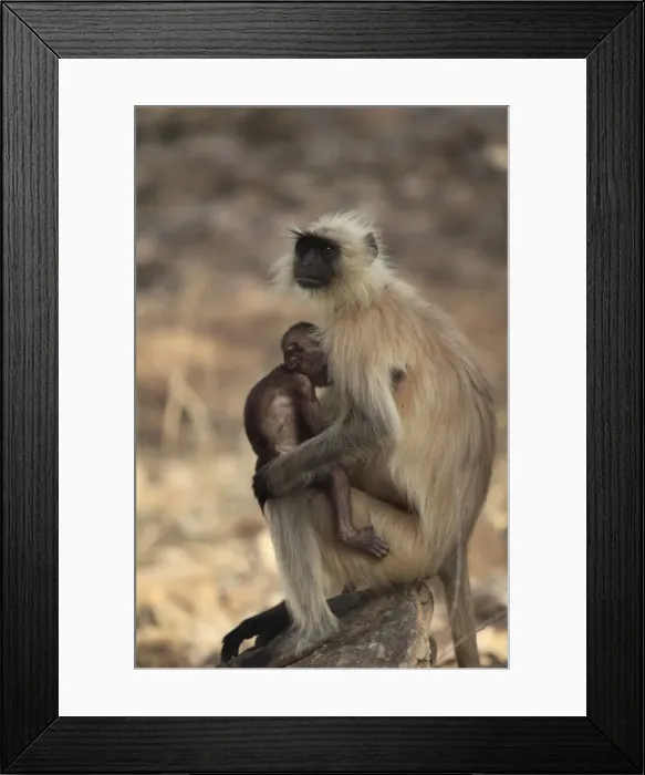 Framed Print : Langur monkey with baby, (Semnopithecus entellus), Ranthambhore National Park Framed Print : Langur monkey with baby, (Semnopithecus entellus), Ranthambhore National Park