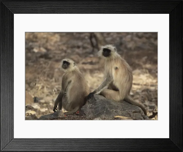 Framed Print : Langur monkeys, (Semnopithecus entellus), Ranthambore National Park, Rajasthan Framed Print : Langur monkeys, (Semnopithecus entellus), Ranthambore National Park, Rajasthan