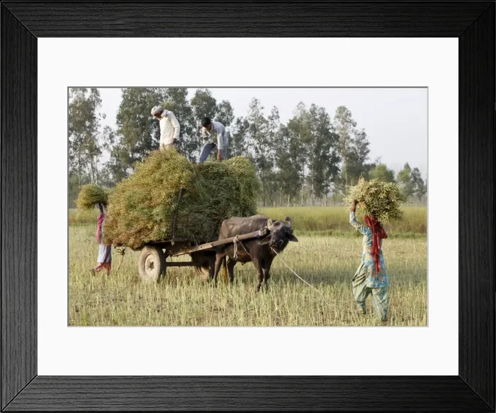 Framed Print : Mustard plant harvest, Haridwar, Uttarakhand, India, Asia Framed Print : Mustard plant harvest, Haridwar, Uttarakhand, India, Asia