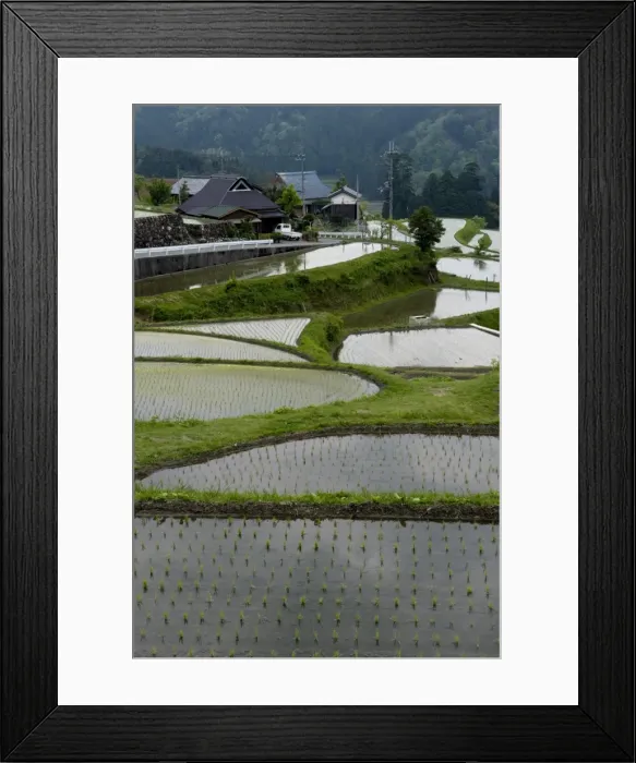 Framed Print : Flooded rice paddy terraces in early spring in mountain village of Hata Framed Print : Flooded rice paddy terraces in early spring in mountain village of Hata