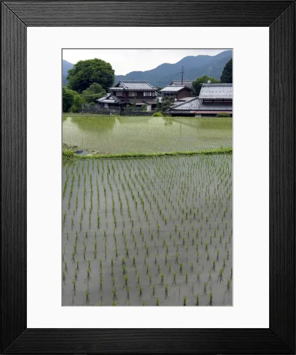 Framed Print : Newly planted rice seedlings in a flooded rice paddy in the rural Ohara village of Kyoto Framed Print : Newly planted rice seedlings in a flooded rice paddy in the rural Ohara village of Kyoto