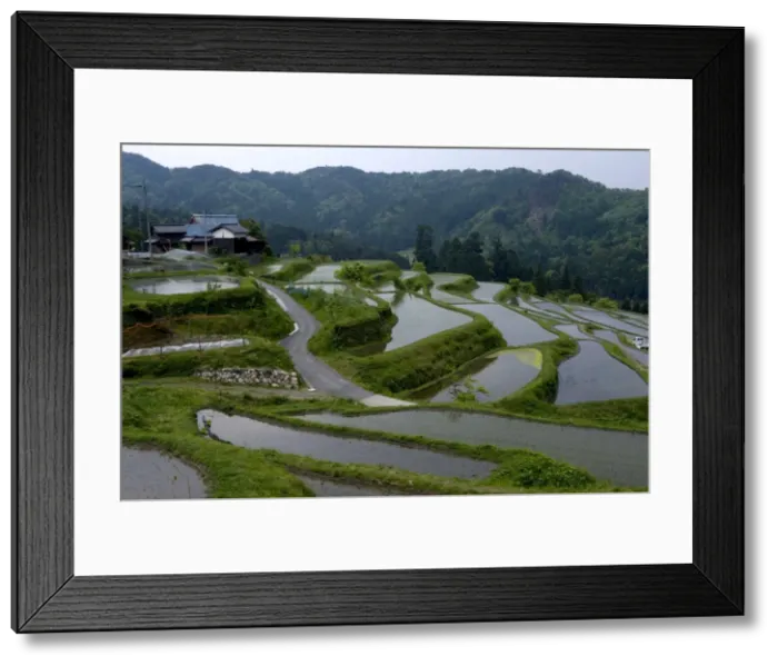 Framed Print : Flooded rice paddy terraces in early spring in mountain village of Hata Framed Print : Flooded rice paddy terraces in early spring in mountain village of Hata