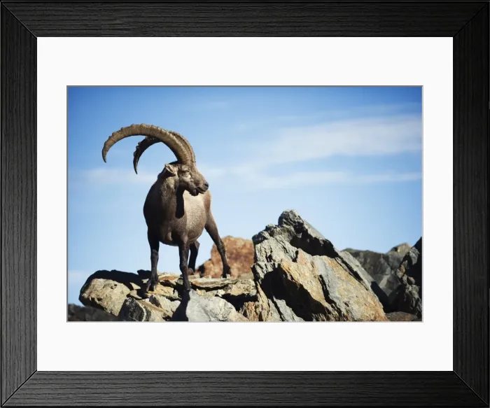 Framed Print : Ibex (Capra ibex), on lower slopes of Mont Blanc, Chamonix, French Alps, France, Europe Framed Print : Ibex (Capra ibex), on lower slopes of Mont Blanc, Chamonix, French Alps, France, Europe