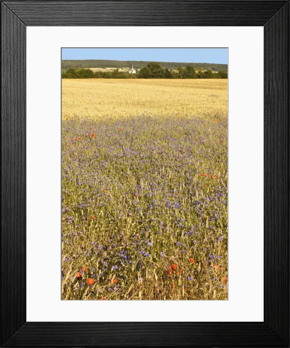 Framed Print : Corn fields with poppies and cornflowers, Normandy, France, Europe Framed Print : Corn fields with poppies and cornflowers, Normandy, France, Europe
