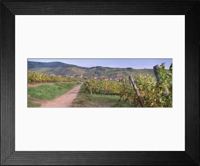 Framed Print : Niedermorschwihr, village of the Alsatian Wine Road, from the vineyards Framed Print : Niedermorschwihr, village of the Alsatian Wine Road, from the vineyards