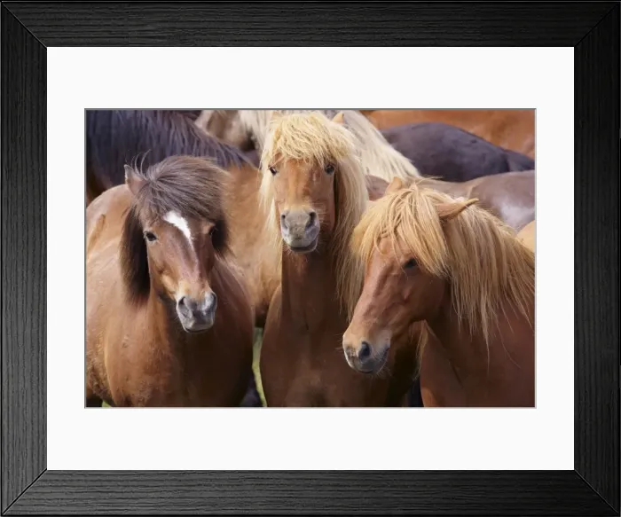 Framed Print : Icelandic horses, near Skogar, South Iceland (Sudurland), Iceland, Polar Regions Framed Print : Icelandic horses, near Skogar, South Iceland (Sudurland), Iceland, Polar Regions
