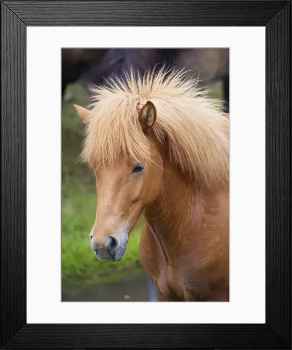 Framed Print : Icelandic horses, near Skogar, South Iceland (Sudurland), Iceland, Polar Regions Framed Print : Icelandic horses, near Skogar, South Iceland (Sudurland), Iceland, Polar Regions