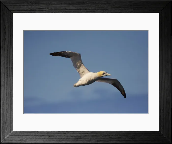 Framed Print : Gannet in flight (Sula bassana) at Langanes, Langanes peninsula, North Iceland Framed Print : Gannet in flight (Sula bassana) at Langanes, Langanes peninsula, North Iceland