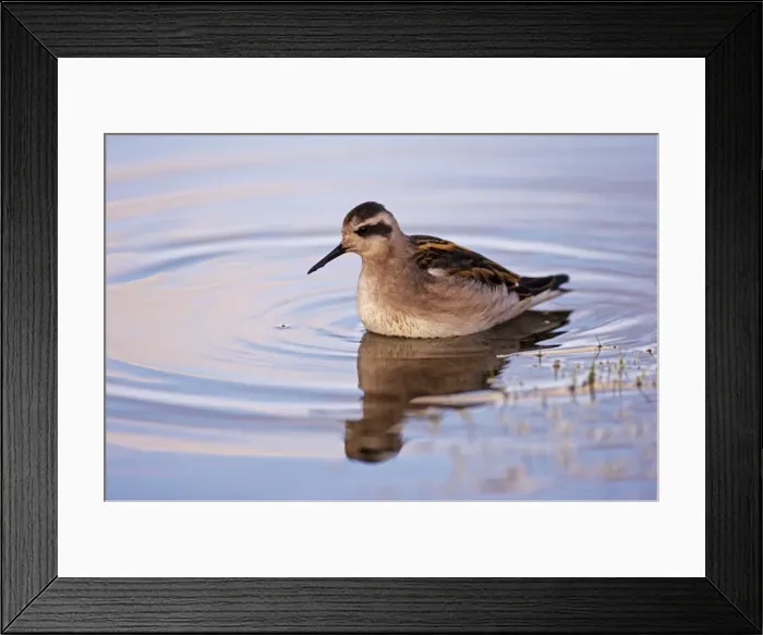 Framed Print : Red-necked phalarope (phalaropus lobatus), North Iceland (Nordurland), Iceland Framed Print : Red-necked phalarope (phalaropus lobatus), North Iceland (Nordurland), Iceland