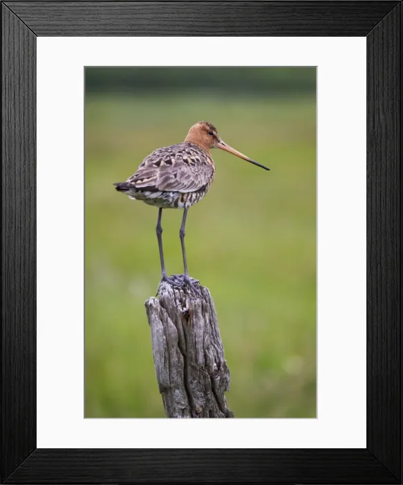 Framed Print : Black-tailed godwit (Limosa limosa) perched on post, near Vik, South Iceland Framed Print : Black-tailed godwit (Limosa limosa) perched on post, near Vik, South Iceland