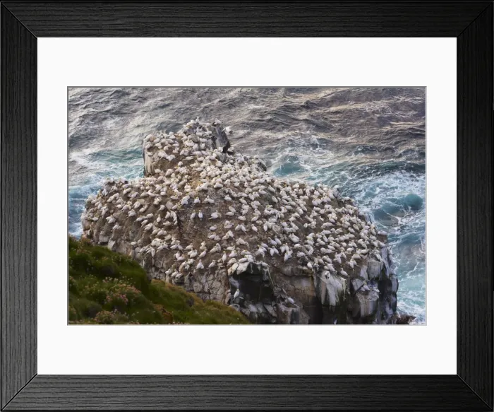 Framed Print : Gannet colony (Sula bassana) at Langanes, Langanes peninsula, North Iceland (Nordurland) Framed Print : Gannet colony (Sula bassana) at Langanes, Langanes peninsula, North Iceland (Nordurland)