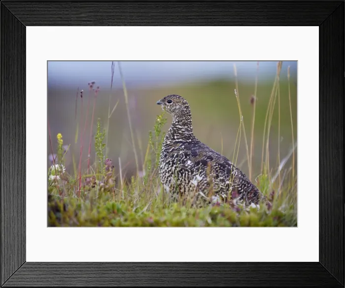 Framed Print : Female ptarmigan (Lagopus mutus) in summer plumage, Iceland, Polar Regions Framed Print : Female ptarmigan (Lagopus mutus) in summer plumage, Iceland, Polar Regions