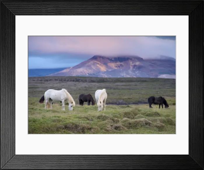 Framed Print : Icelandic horses, near Stykkisholmur, Snaefellsness Peninsula, West Iceland Framed Print : Icelandic horses, near Stykkisholmur, Snaefellsness Peninsula, West Iceland