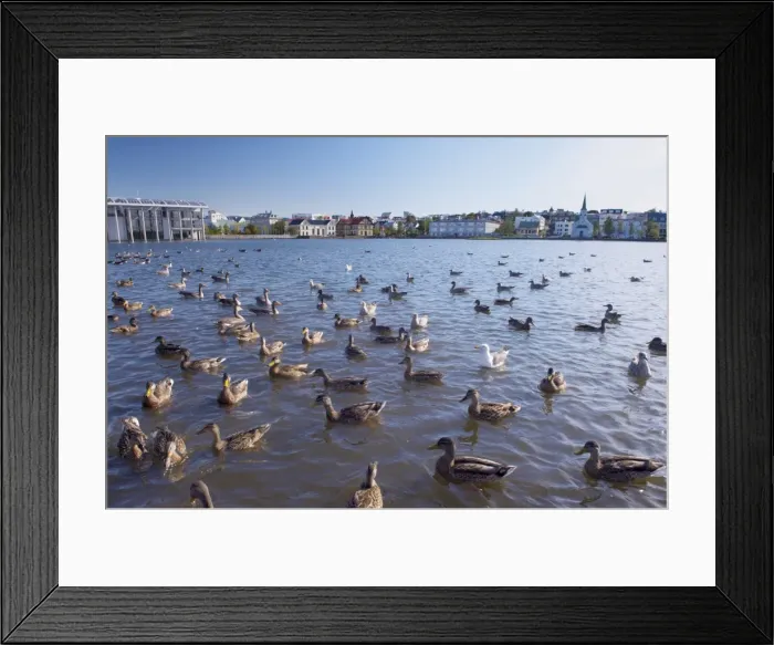 Framed Print : Ducks and geese on Tjornin Lake, in the center of Reykjavik, Iceland, Polar Regions Framed Print : Ducks and geese on Tjornin Lake, in the center of Reykjavik, Iceland, Polar Regions