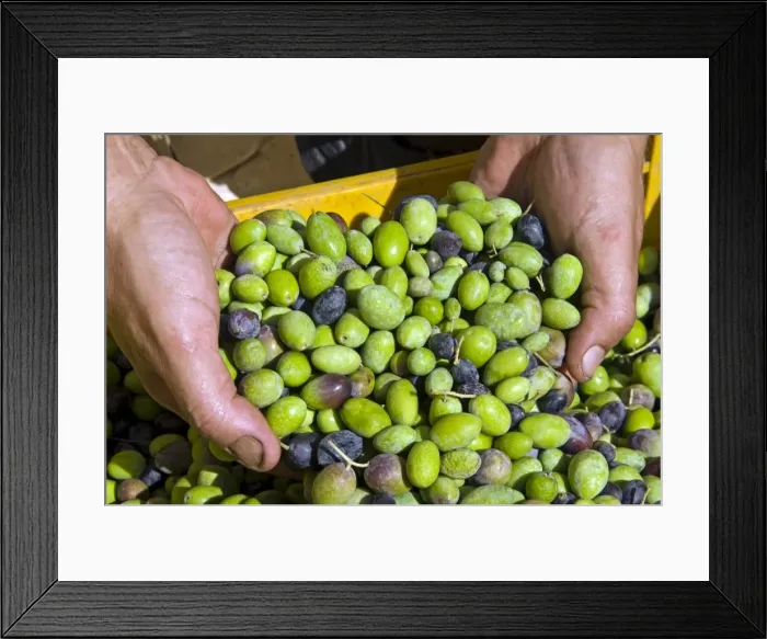 Framed Print : Olives, Italy, Europe Framed Print : Olives, Italy, Europe