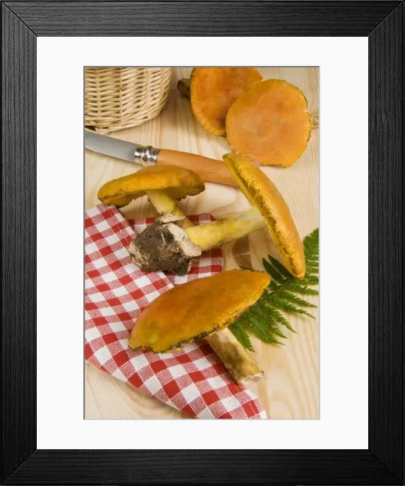 Framed Print : Caesars mushrooms (Amanita caesarea), Italy, Europe Framed Print : Caesars mushrooms (Amanita caesarea), Italy, Europe