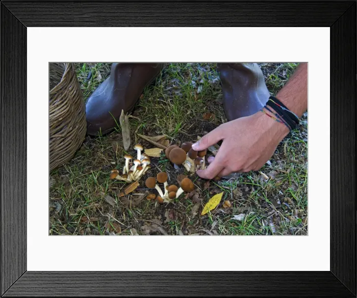 Framed Print : Mushroom collecting, (Agrocybe aegerita), Italy, Europe Framed Print : Mushroom collecting, (Agrocybe aegerita), Italy, Europe
