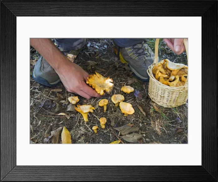 Framed Print : Mushroom collecting, Chanterelles (Cantharellus cibarius), Italy, Europe Framed Print : Mushroom collecting, Chanterelles (Cantharellus cibarius), Italy, Europe
