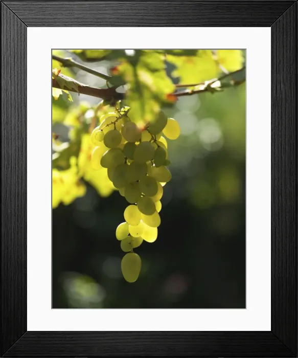 Framed Print : White grapes, Lake Maggiore, Piedmont, Italy, Europe Framed Print : White grapes, Lake Maggiore, Piedmont, Italy, Europe