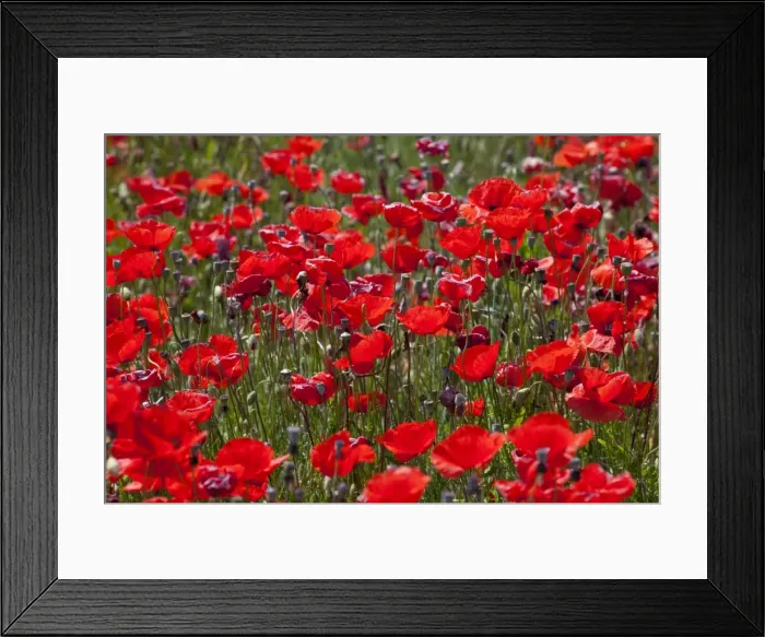 Framed Print : Poppies, Padua province, Veneto, Italy, Europe Framed Print : Poppies, Padua province, Veneto, Italy, Europe