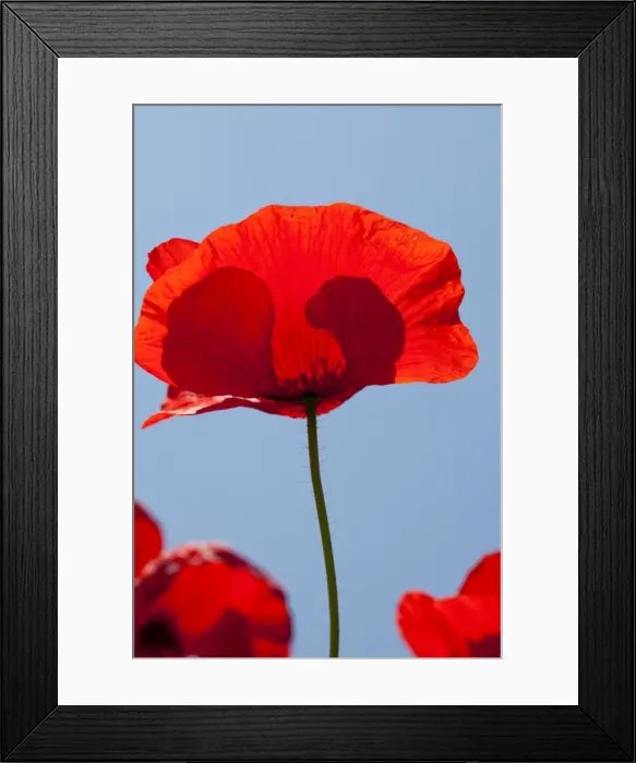 Framed Print : Poppies, Padua province, Veneto, Italy, Europe Framed Print : Poppies, Padua province, Veneto, Italy, Europe