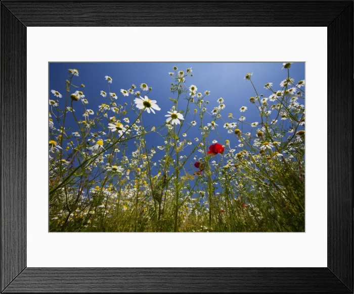 Framed Print : Flowering meadow, Padua province, Veneto, Italy, Europe Framed Print : Flowering meadow, Padua province, Veneto, Italy, Europe
