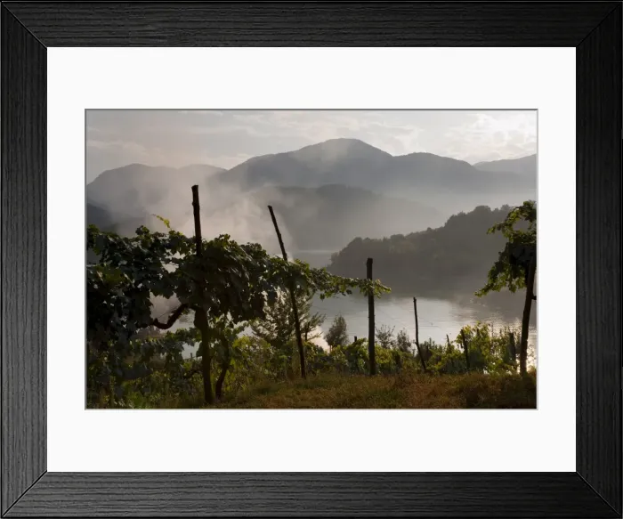 Framed Print : Vineyards, Lake Salto, Rieti, Lazio, Italy, Europe Framed Print : Vineyards, Lake Salto, Rieti, Lazio, Italy, Europe