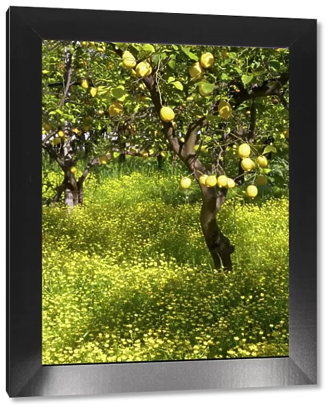 Lemons growing on trees in grove, Sorrento, Campania, Italy, Europe