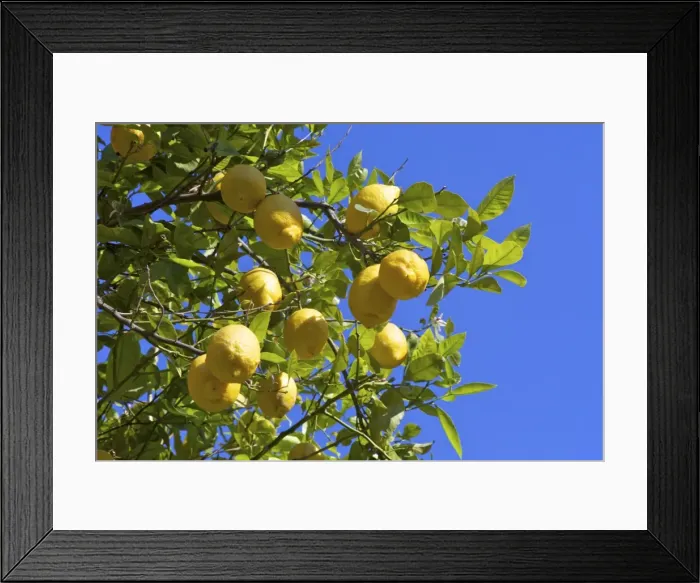 Framed Print : Lemons growing on tree in grove, Sorrento, Campania, Italy, Europe Framed Print : Lemons growing on tree in grove, Sorrento, Campania, Italy, Europe