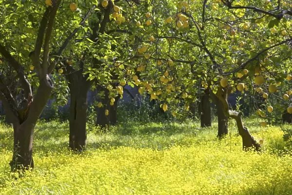 Lemons growing on trees in grove, Sorrento, Campania, Italy, Europe