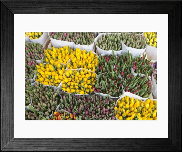 Framed Print : Tulips on display in the Bloemenmarkt (flower market), Amsterdam, Netherlands, Europe Framed Print : Tulips on display in the Bloemenmarkt (flower market), Amsterdam, Netherlands, Europe
