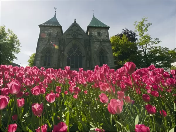 Tulips in front of Stavanger Cathedral, Stavanger, Norway, Scandinavia, Europe