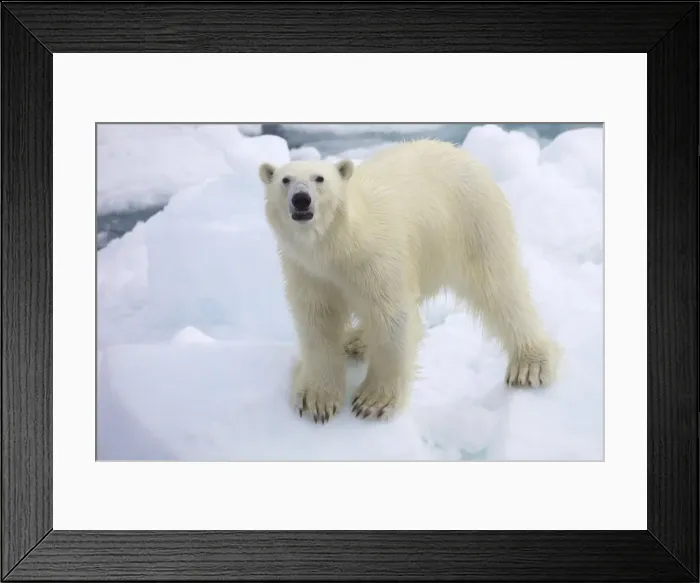Framed Print : Polar bear on sea ice off coast of Spitzbergen, Svalbard, Arctic Norway Framed Print : Polar bear on sea ice off coast of Spitzbergen, Svalbard, Arctic Norway