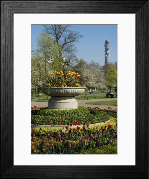 Framed Print : Spring display of tulips, Regents Park, London NW1, England, United Kingdom, Europe