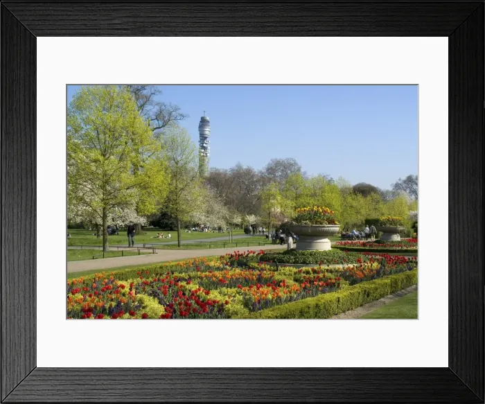 Framed Print : Spring display of tulips, Regents Park, London, England, United Kingdom, Europe Framed Print : Spring display of tulips, Regents Park, London, England, United Kingdom, Europe