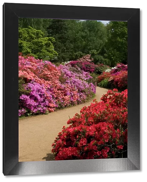 Azaleas and rhododendrons, Isabella Plantation, Richmond Park, Richmond