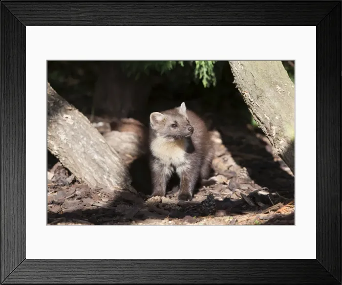 Framed Print : Pine marten (Martes martes) female in captivity, United Kingdom, Europe Framed Print : Pine marten (Martes martes) female in captivity, United Kingdom, Europe