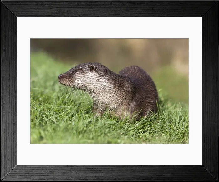 Framed Print : Otter (Lutra lutra) in captivity, United Kingdom, Europe Framed Print : Otter (Lutra lutra) in captivity, United Kingdom, Europe
