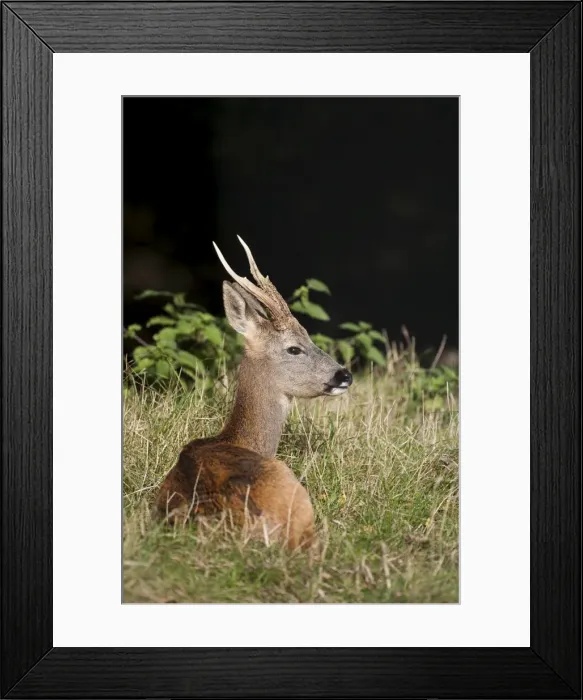 Framed Print : Roe buck, United Kingdom, Europe Framed Print : Roe buck, United Kingdom, Europe