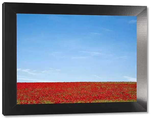 Field of poppies (Papaver hoeas), near Barrasford, Northumberland, England