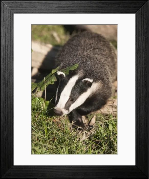 Framed Print : Badger, United Kingdom, Europe Framed Print : Badger, United Kingdom, Europe