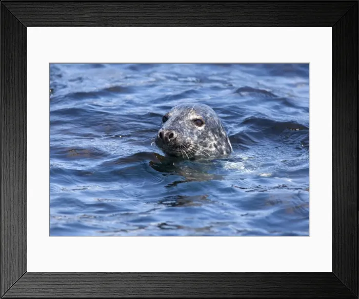 Framed Print : Grey seal (Halichoerus grypus), Farne Islands, Seahouses, Northumberland Framed Print : Grey seal (Halichoerus grypus), Farne Islands, Seahouses, Northumberland