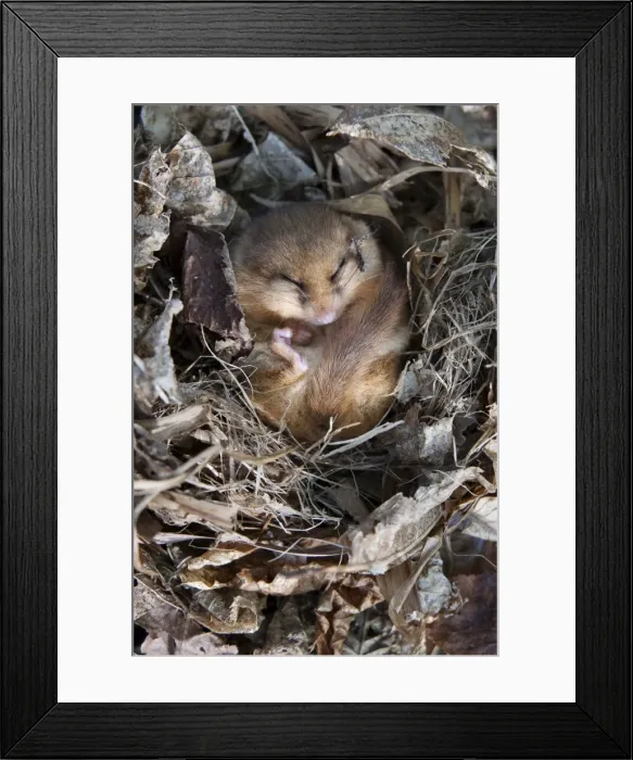 Framed Print : Common dormouse (Muscardinus avellanarius), torpid, in captive breeding programme Framed Print : Common dormouse (Muscardinus avellanarius), torpid, in captive breeding programme