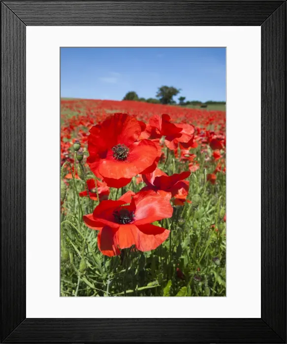 Framed Print : Poppies (Papaver hoeas), near Barrasford, Northumberland, England, United Kingdom, Europe Framed Print : Poppies (Papaver hoeas), near Barrasford, Northumberland, England, United Kingdom, Europe
