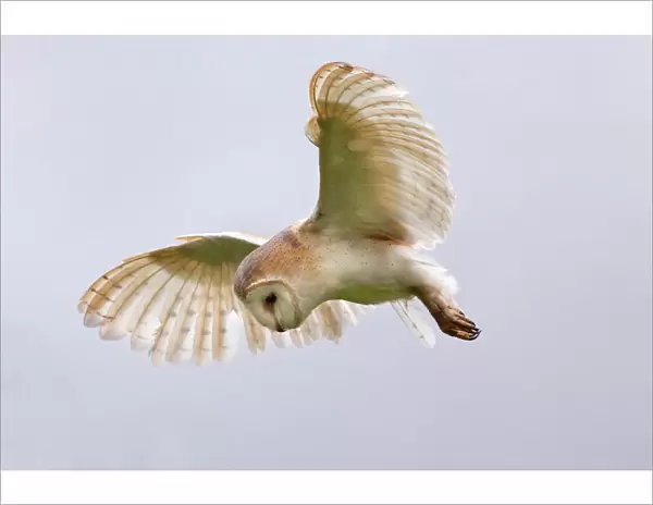 Barn owl (Tyto alba) in flight, in captivity, Cumbria, England, United Kingdom, Europe