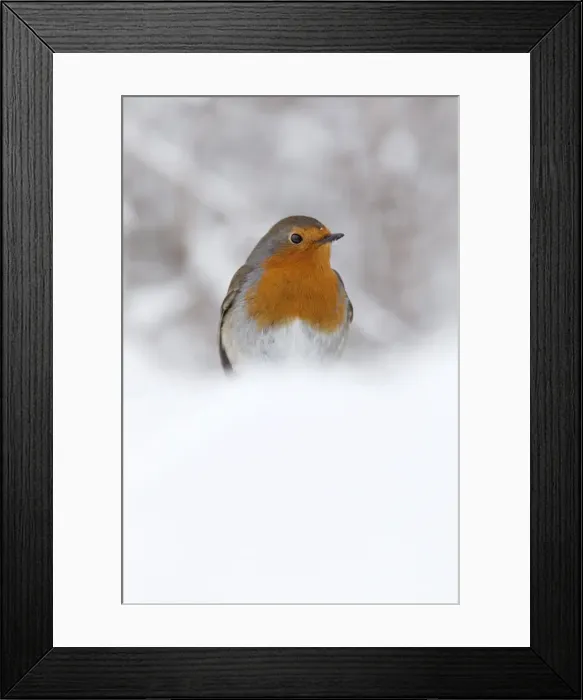 Framed Print : Robin (Erithacus rubecula), in snow, United Kingdom, Europe Framed Print : Robin (Erithacus rubecula), in snow, United Kingdom, Europe