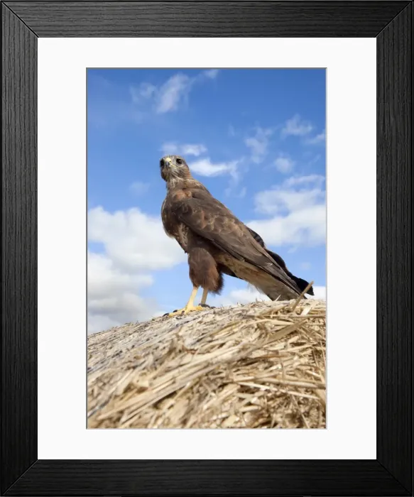 Framed Print : Buzzard (Buteo buteo), in captivity, Cumbria, England, United Kingdom, Europe Framed Print : Buzzard (Buteo buteo), in captivity, Cumbria, England, United Kingdom, Europe