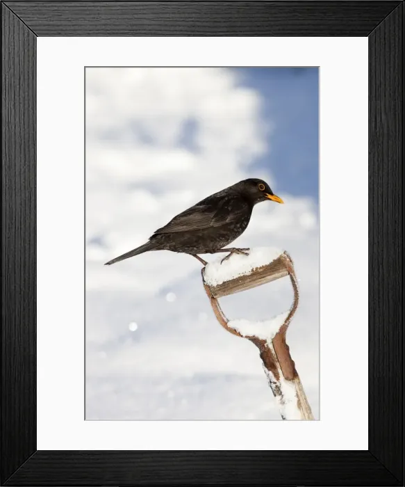 Framed Print : Blackbird (Turdus merula), on garden spade, in snow, Northumberland, England Framed Print : Blackbird (Turdus merula), on garden spade, in snow, Northumberland, England