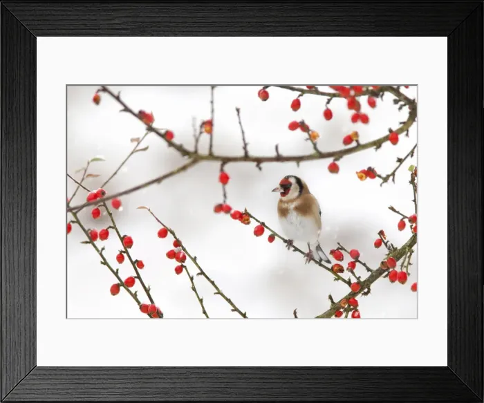 Framed Print : Goldfinch (Carduelis carduelis) in winter, Northumberland, England, United Kingdom Framed Print : Goldfinch (Carduelis carduelis) in winter, Northumberland, England, United Kingdom